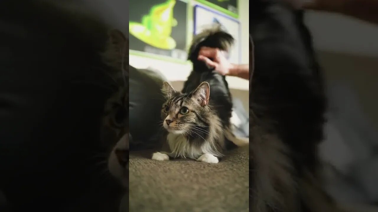 KUCING LUCU #PART 46