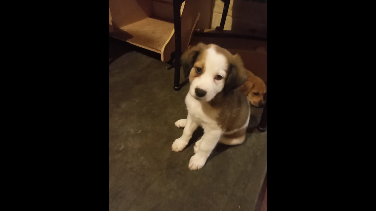 Last video of my dog before he passed away