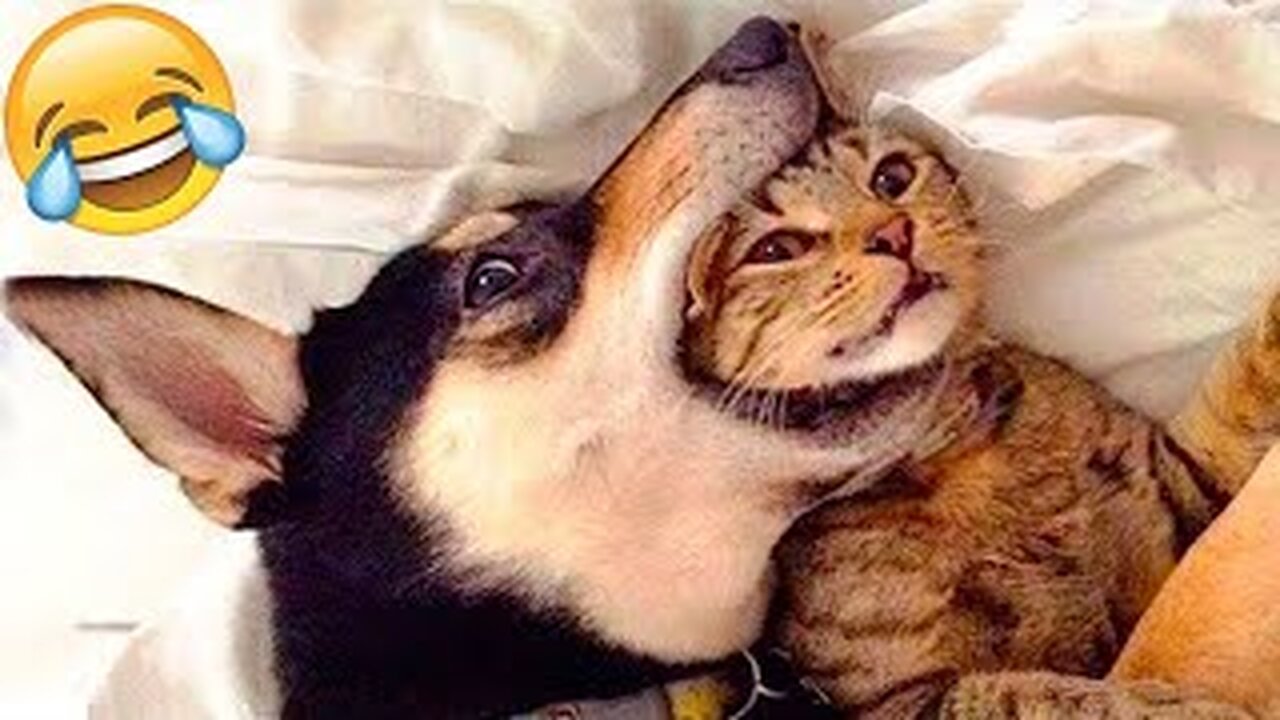 "Epic Dog and Cat Videos 2023: You Won't Believe Your Eyes"