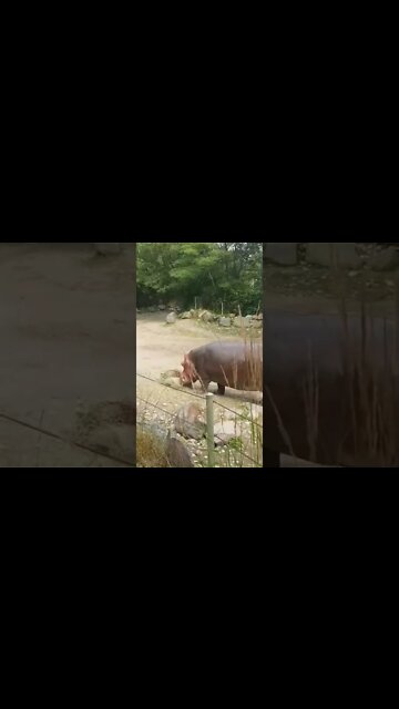 Hungry hungry hippos at Toronto Zoo