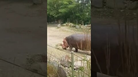 Hungry hungry hippos at Toronto Zoo