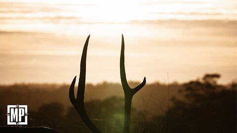 The Moluccan Rusa | Mark V. Peterson Hunting