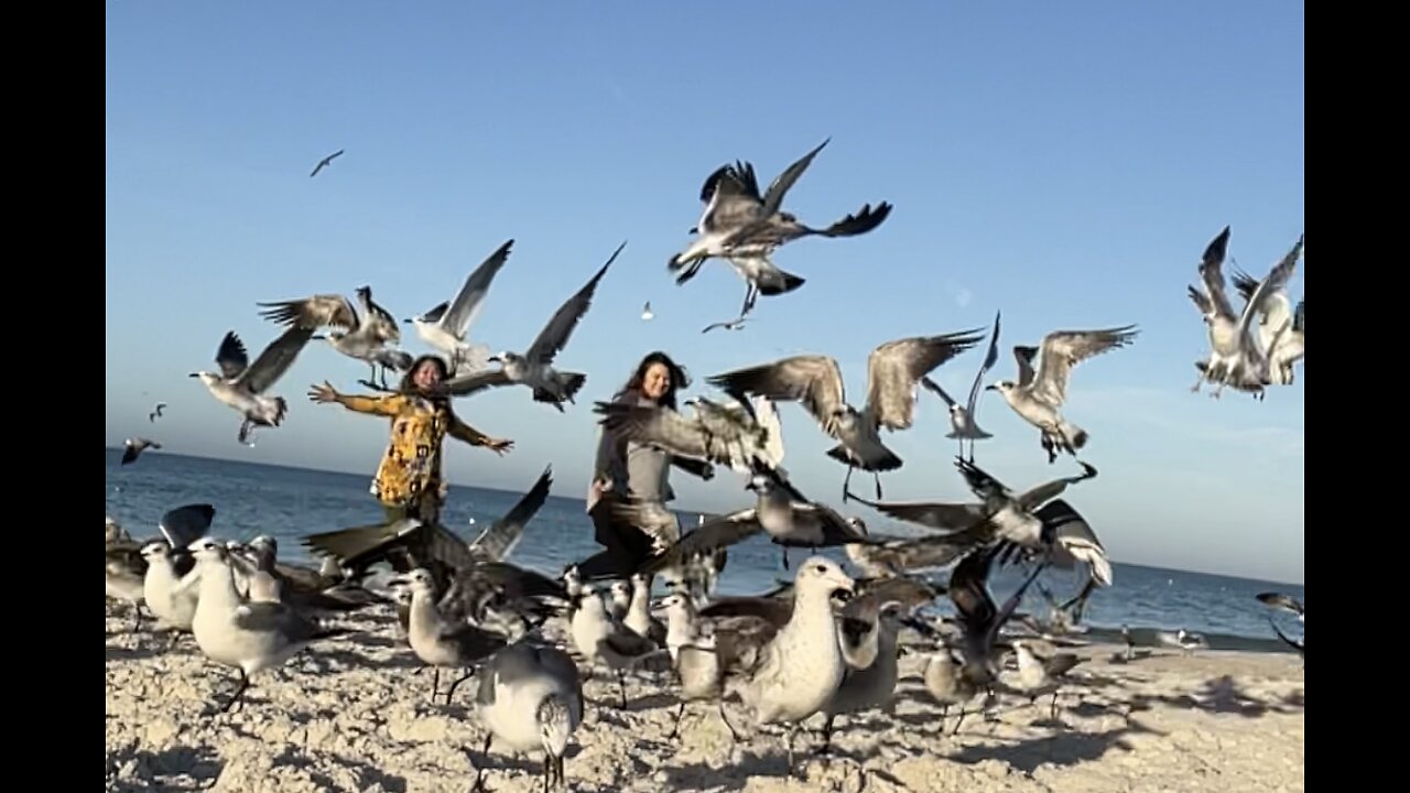 Beautiful birds in Bradenton Beach, Florida! MUST WATCH till the end!