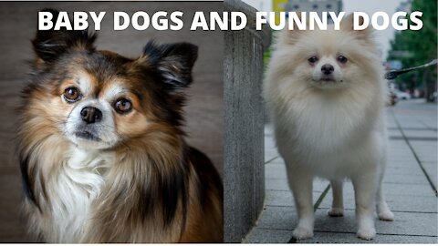 Baby Dogs 🔴 Cute and Funny Dog #2