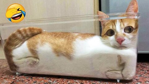 soo funny animal Cat's video 🤩😝