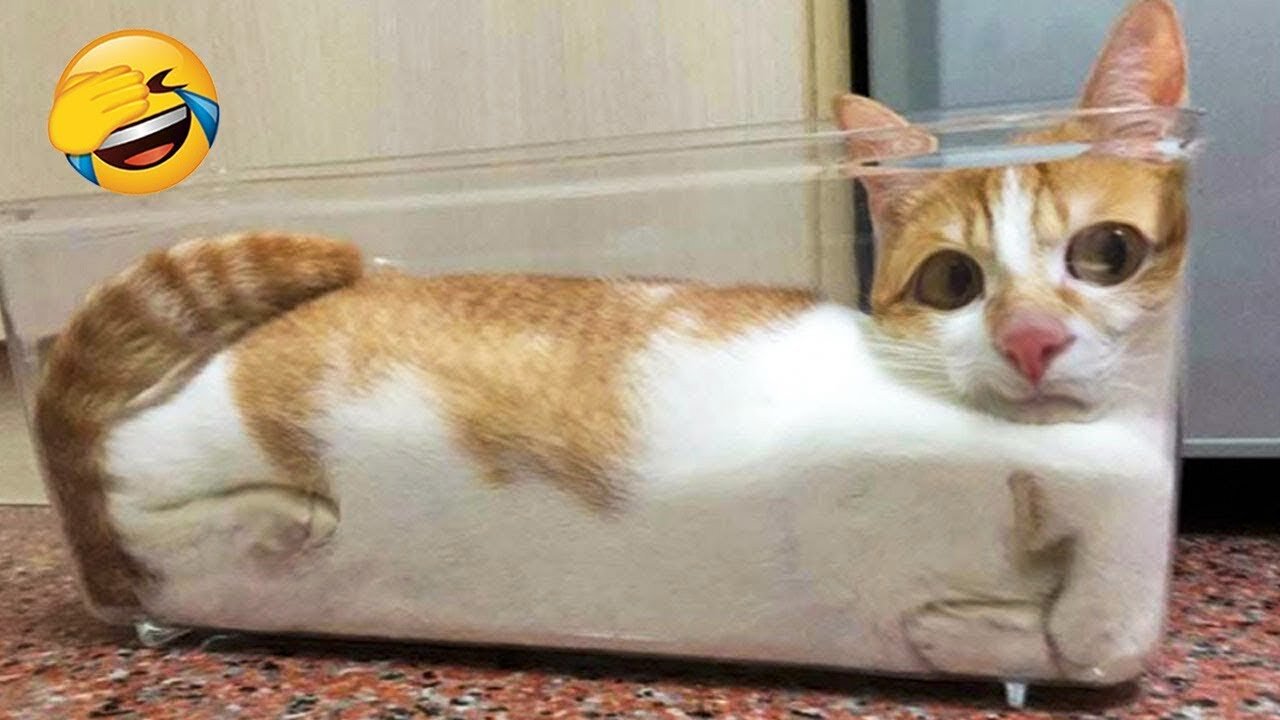 soo funny animal Cat's video 🤩😝