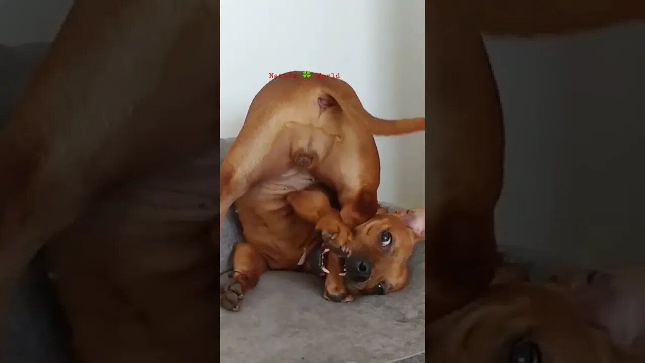 यह डॉग ऐसा क्या कर रहा है😳😲What Is This Dog Doing👈