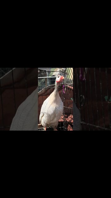 Female guinea fowl call