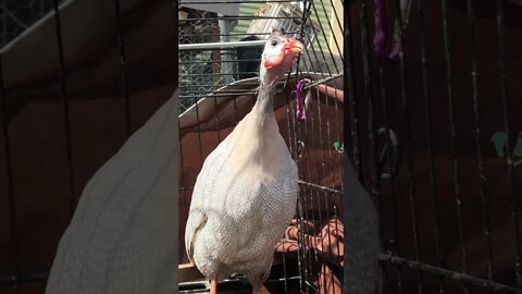 Female guinea fowl call