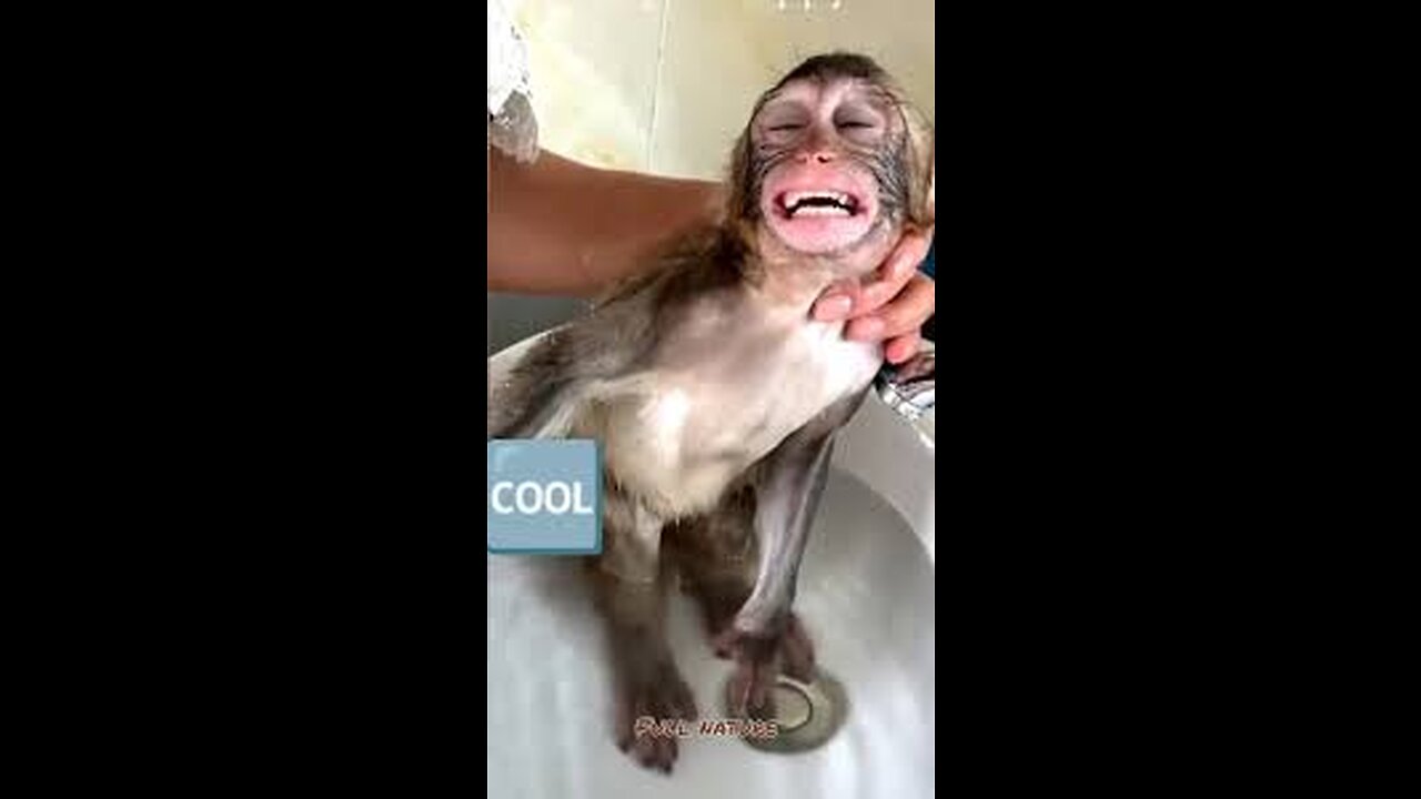 monkey in the shower