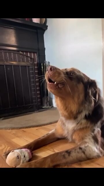 Help! There’s a wolf in my living room !