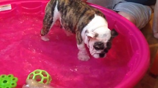 Puppy plays in baby pool for first time, loves it!