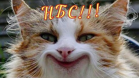 Смешные коты 9 Funny Cats