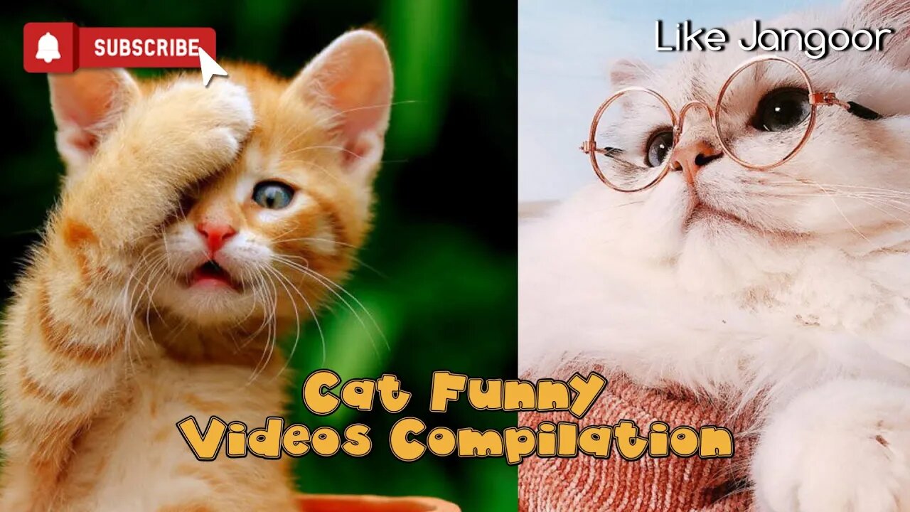 Funniest Cat Videos This cat really hates shrimp - Cute cat - Don't Laugh