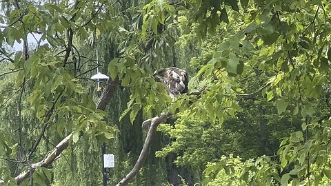 Hawk feeling the threats from red wing black birds