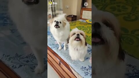 animal funny video, new funny shorts, 2022 funny shorts