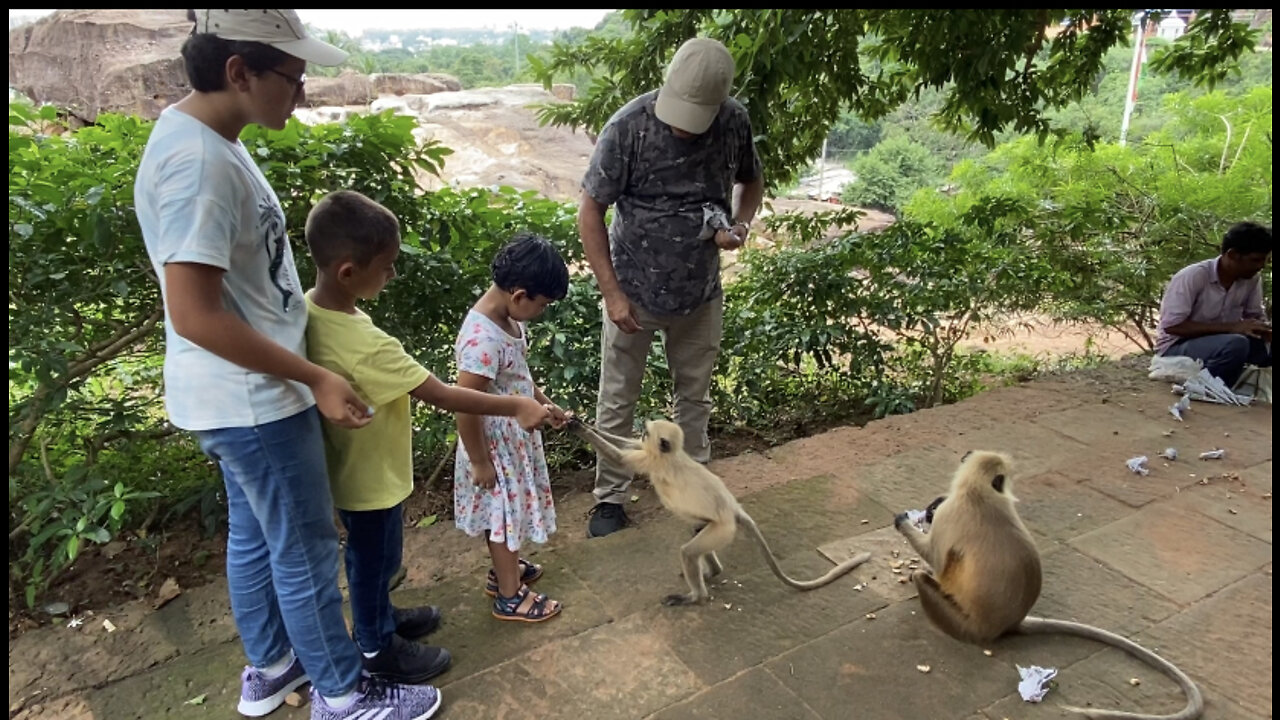 Crazy Monkey Feeding