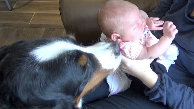 Loving dogs share kisses with newborn