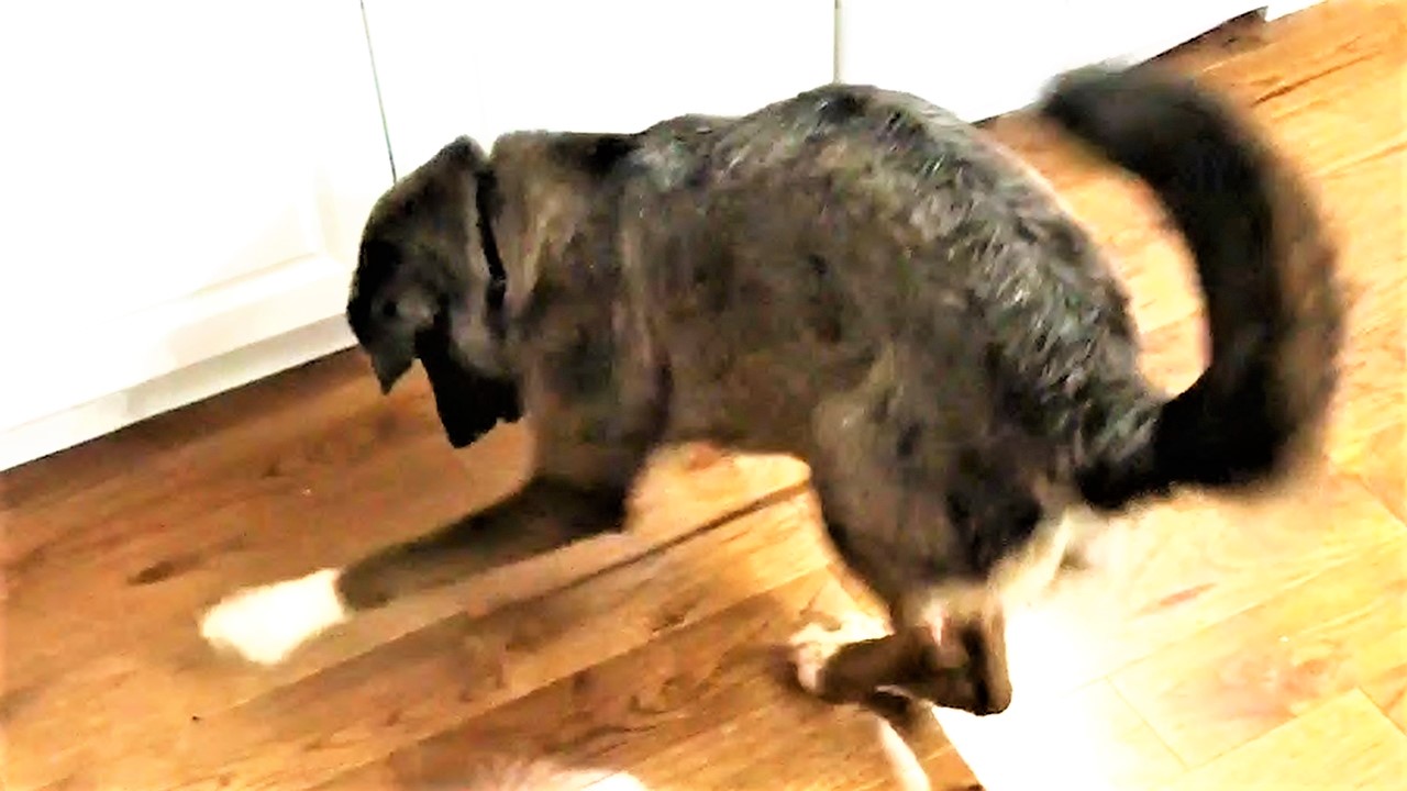 Happy dog goes crazy for ice cube playtime