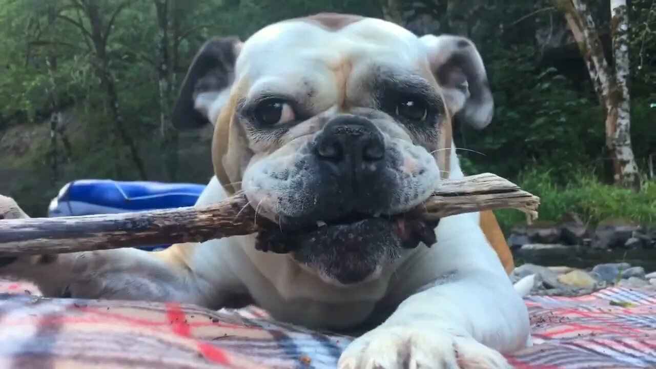 Bulldog Chewing On Her Favorite Stick