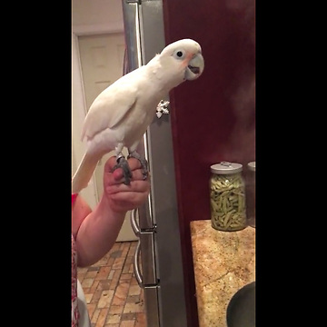 Curious Cockatoo Is Blown Away By Steam In The Kitchen