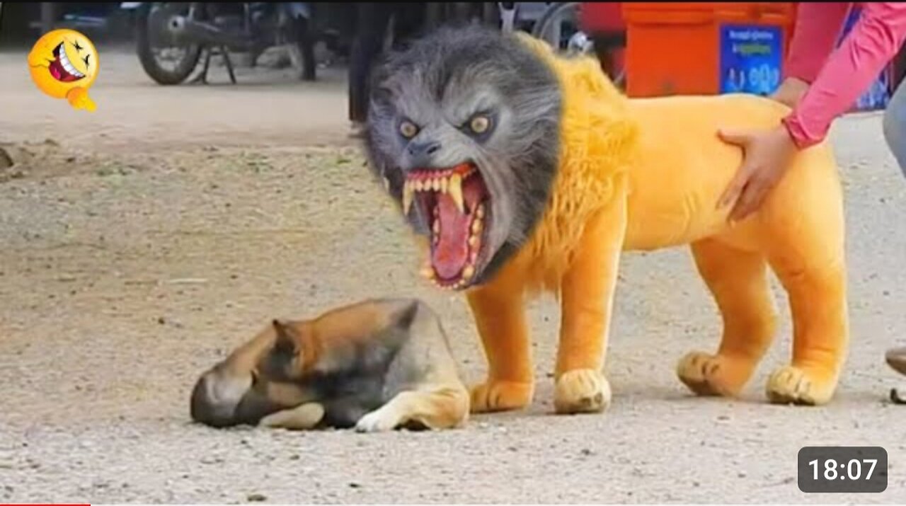 Funny prank on dogs fake tiger prank and fake lion prank