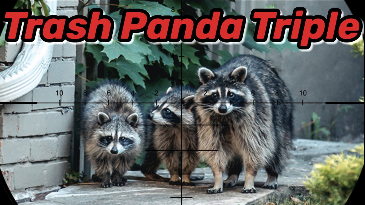 Trash Panda Triple... backyard bullies!!