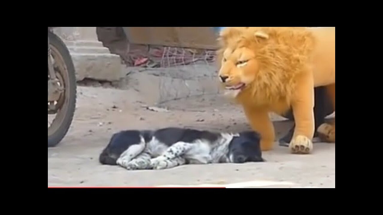 fake Lion and Fake Tiger Prank To dog | Huge Box Prank Troll Video