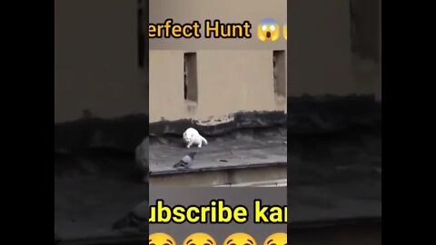 Perfect Hunt