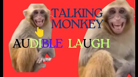 A must watch video wonder! monkey is talking and laughing