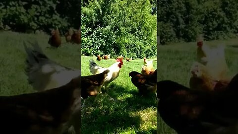 #rooster #chickens #freerange #farmanimals #farmlife #homesteadlife #homesteading #summerdays #peace