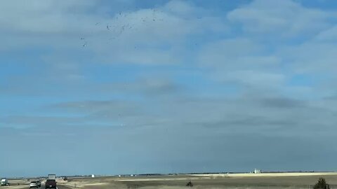 Flock of Kansas Birds