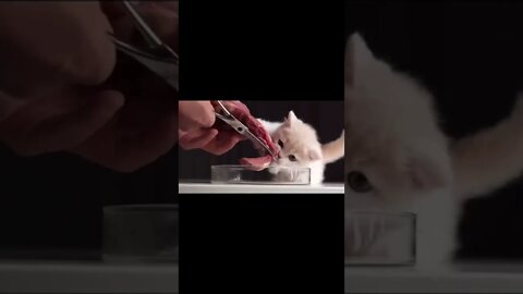 Funny Meme Viral Shorts 2022