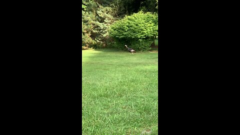 Run turkey run!