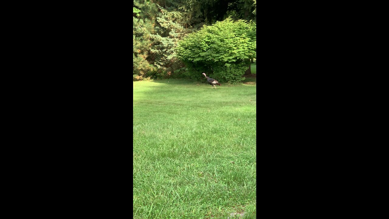 Run turkey run!