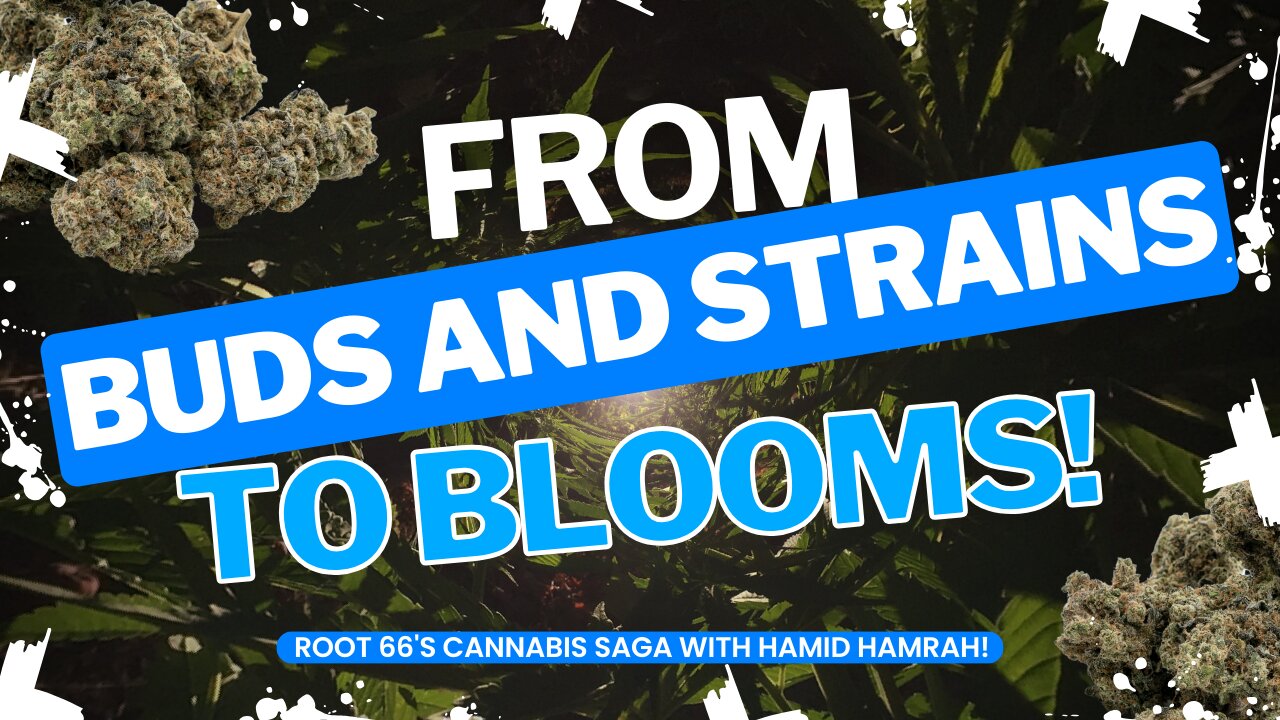 Puff, Pass, and Prosper: Hamid Hamrah Dishes on Root 66's Cannabis Portfolio