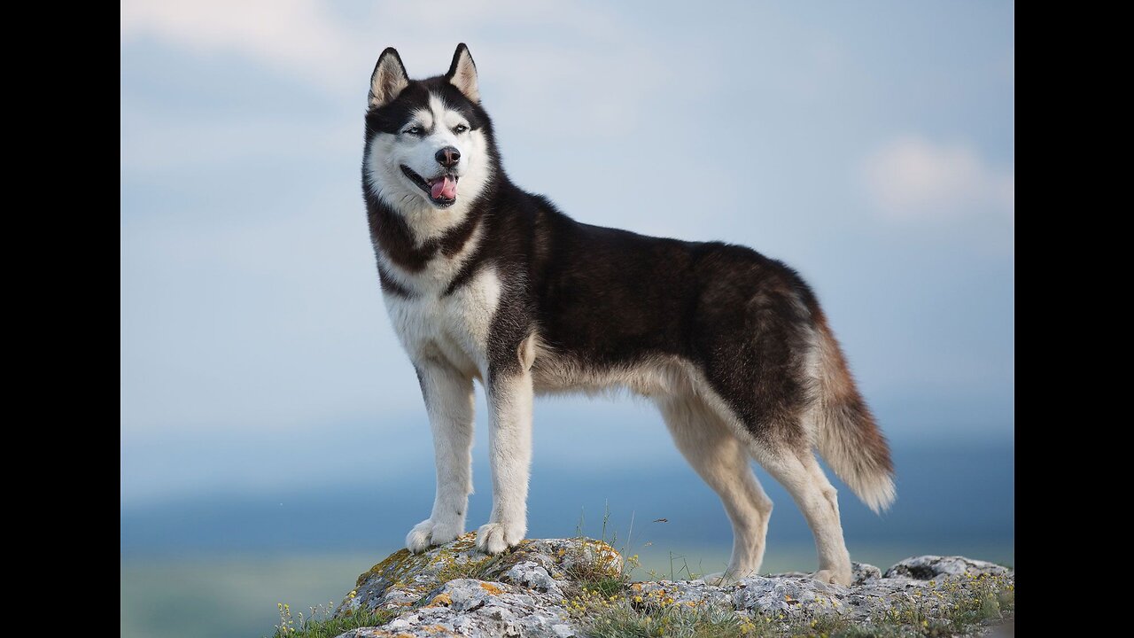 Huskydog