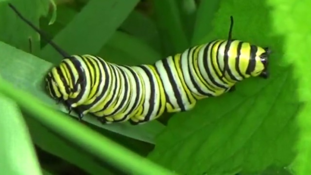 Is this a two-headed caterpillar?