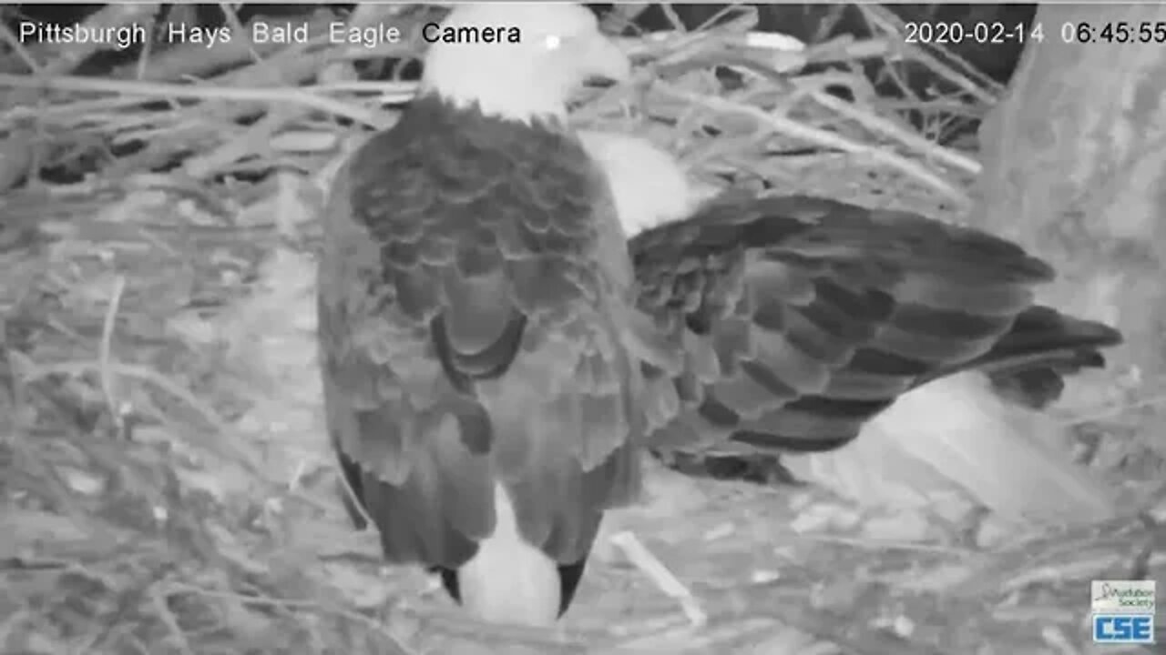 Hays Eagles Dad comes in to see Egg 1 for first time 2020 02 14 6:47AM