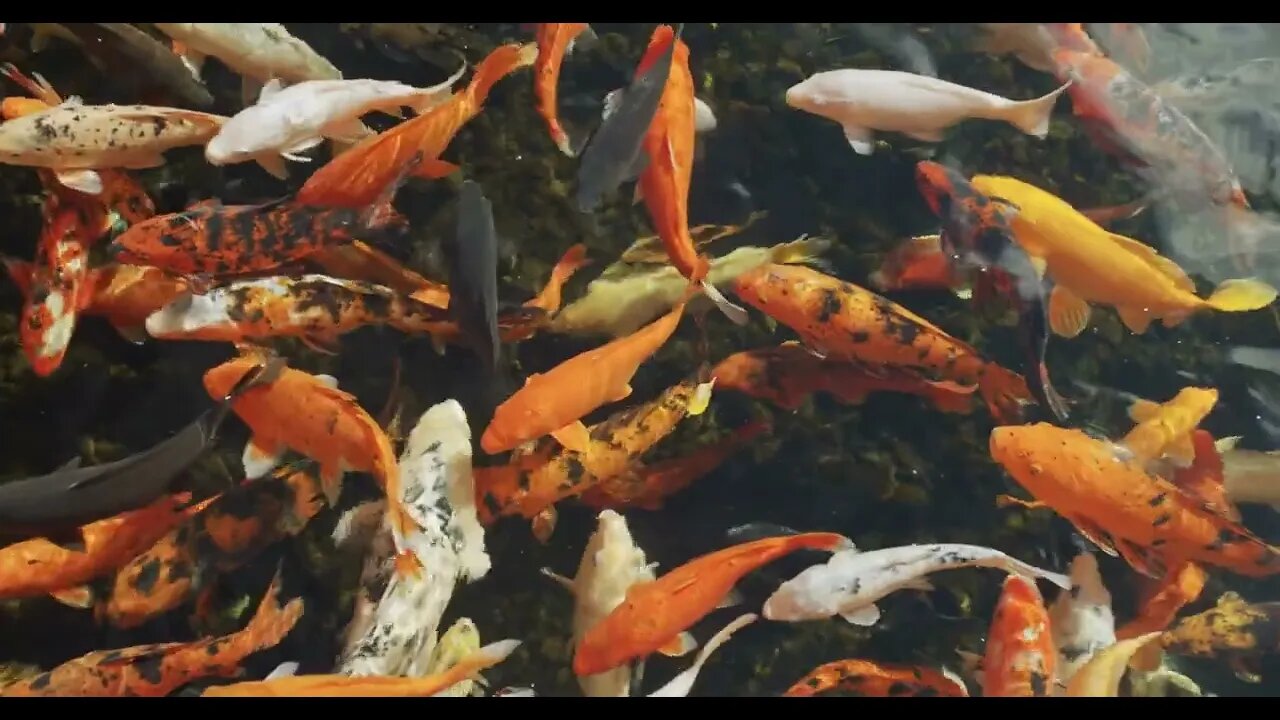 Multicoloured Koi fish swimming graceful in a water of an garden