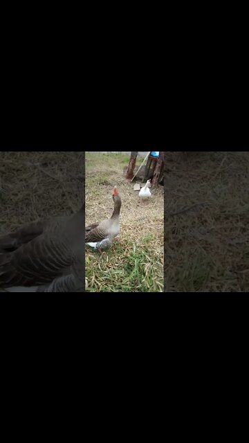 Geese are stopping me from giving water to the ducklings