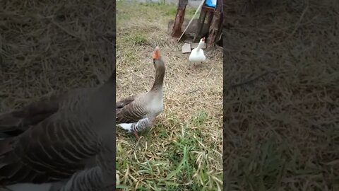 Geese are stopping me from giving water to the ducklings