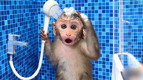 Funny and naughty monkey bath with shower