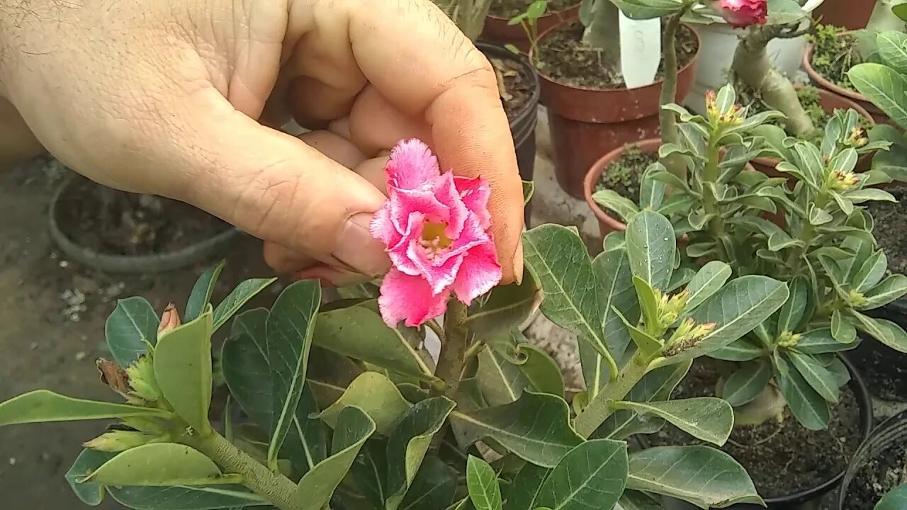 floriferas a venda em Niterói RJ caliandra rosa do deserto ...