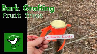 Bark Grafting Fruit Trees