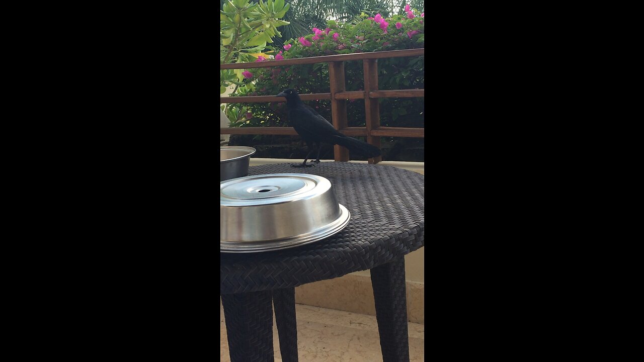Gutsy thief