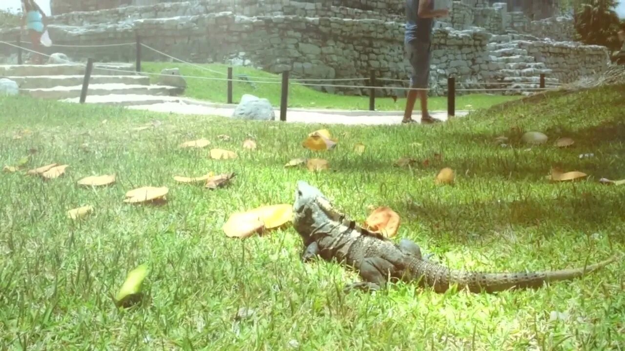 Iguana in mayan temple