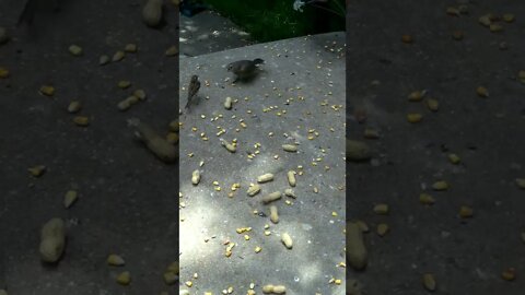 The Tiny Sparrow Feeds The Big Fledgling Bird #Shorts 😎