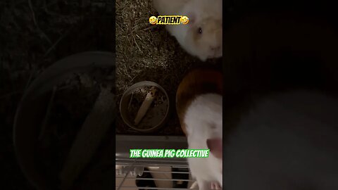 🤣Patient🤣 The Guinea Pig Collective #guineapigshorts #guineapigs #guineapigseating #pets #channel