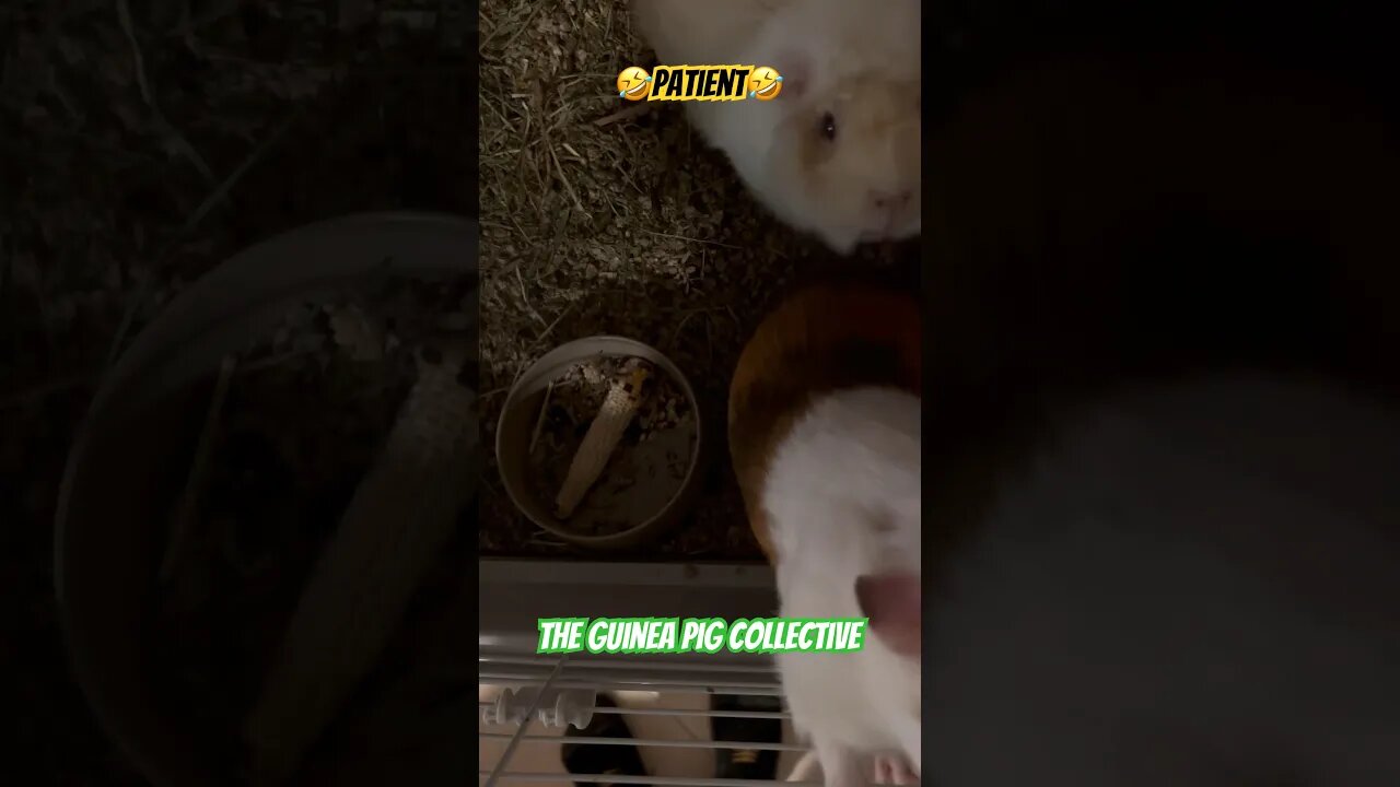 🤣Patient🤣 The Guinea Pig Collective #guineapigshorts #guineapigs #guineapigseating #pets #channel